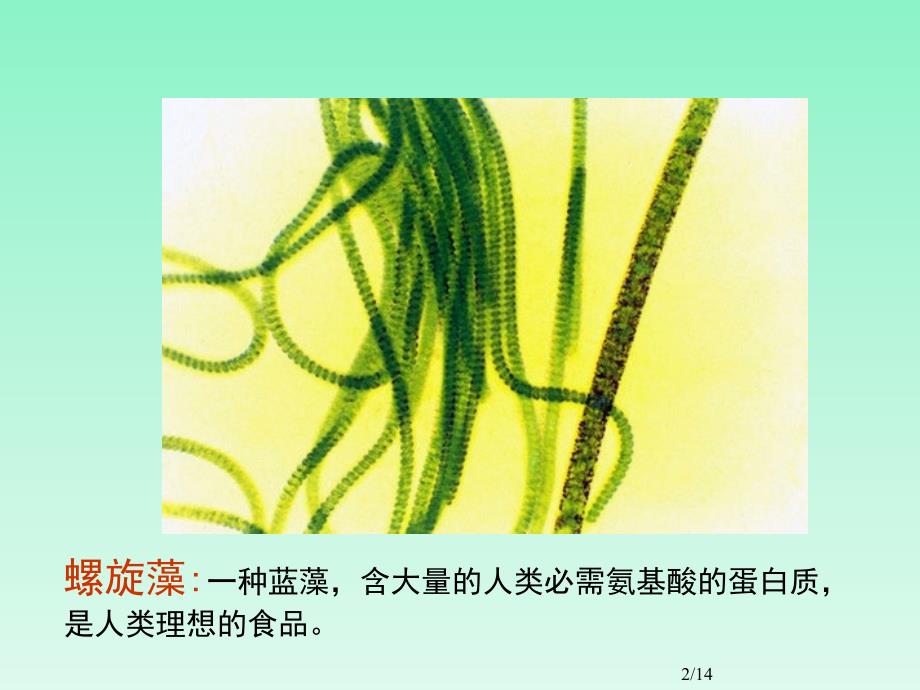 常见海洋藻类植物组图.ppt_第2页