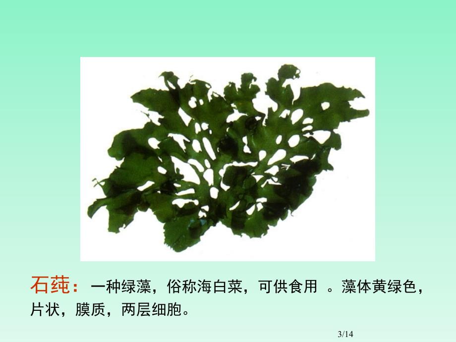 常见海洋藻类植物组图.ppt_第3页