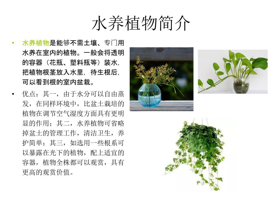 水培植物PPT课件.ppt_第3页
