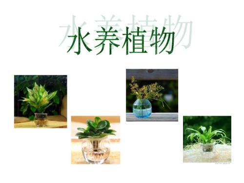 水培植物PPT课件.ppt