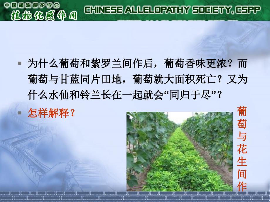 植物的化感作用与应用.ppt_第2页