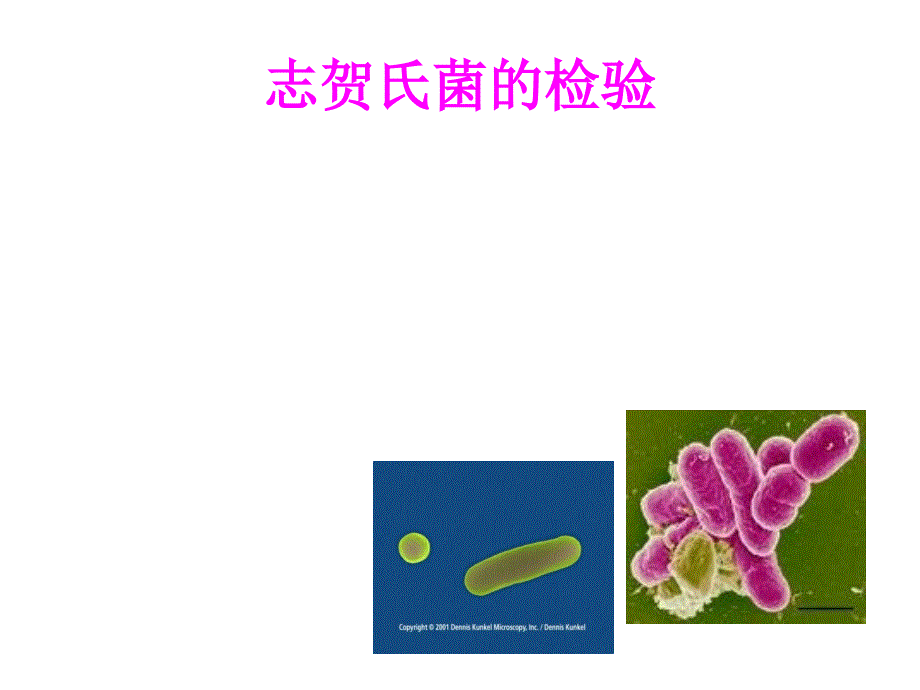 志贺氏菌检验PPT课件.ppt_第1页