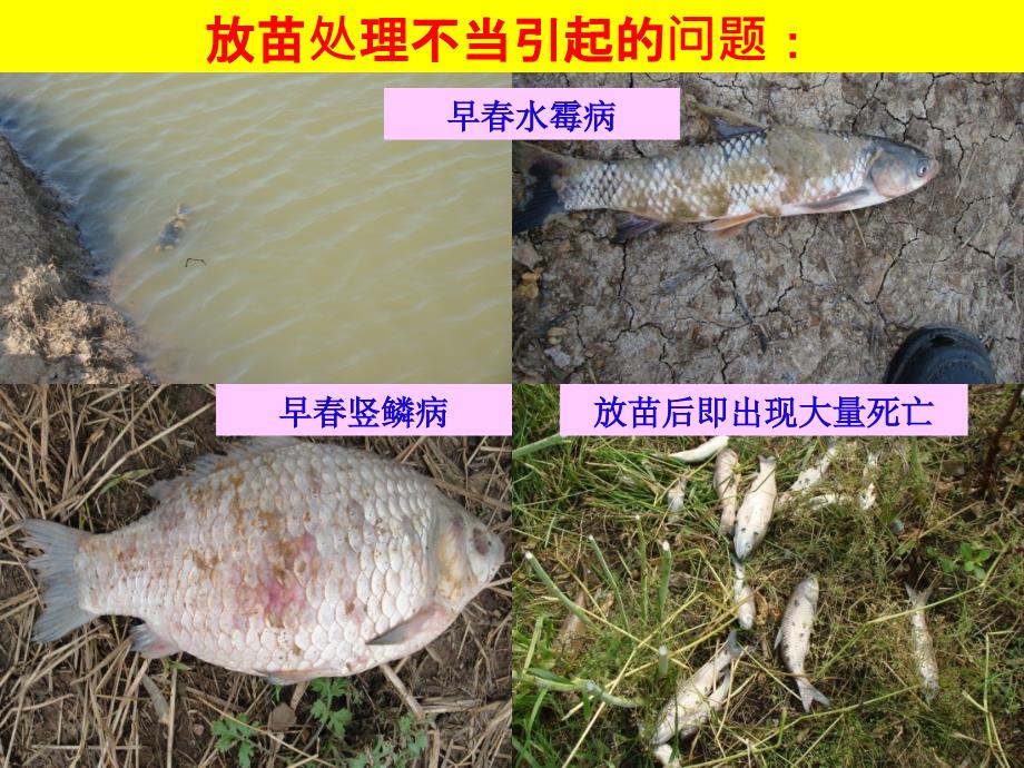 放苗流程与操作PPT课件.ppt_第2页