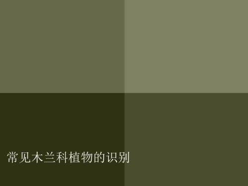 常见木兰科植物的识别.ppt