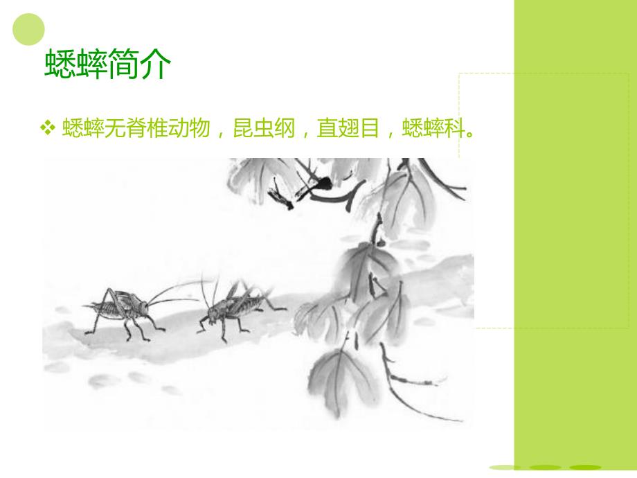 昆虫记与蟋蟀PPT课件.ppt_第2页