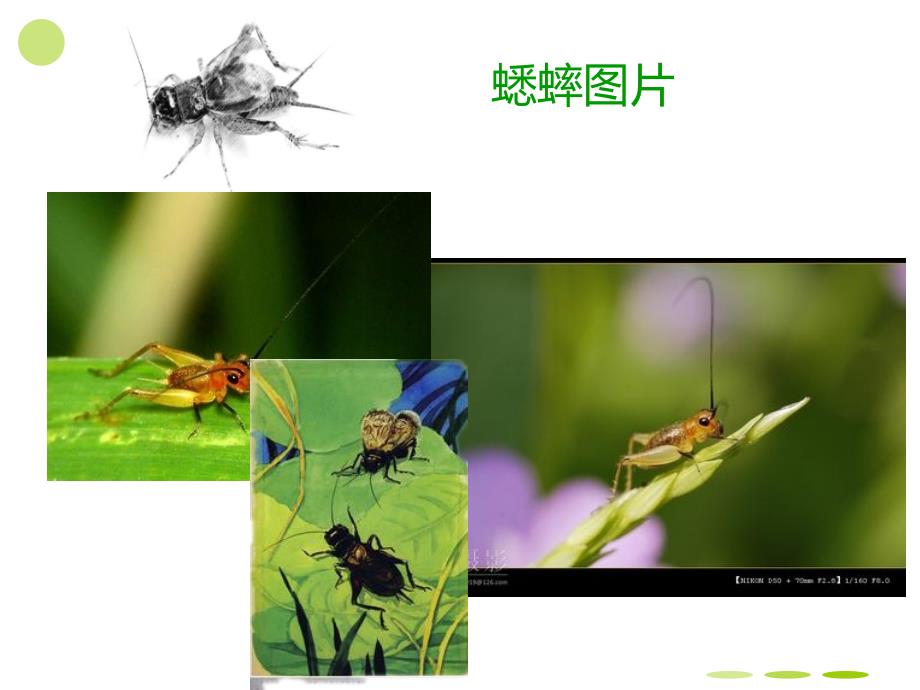 昆虫记与蟋蟀PPT课件.ppt_第3页