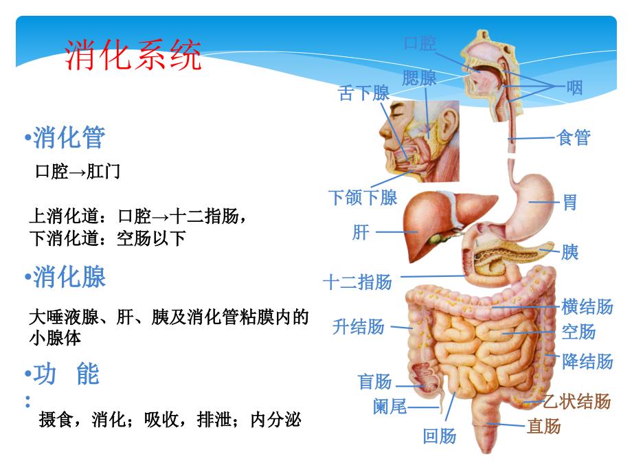 消化道出血护理.ppt_第3页