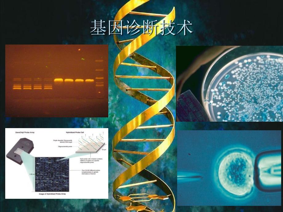 核酸分离纯化技术PPT课件.ppt_第1页
