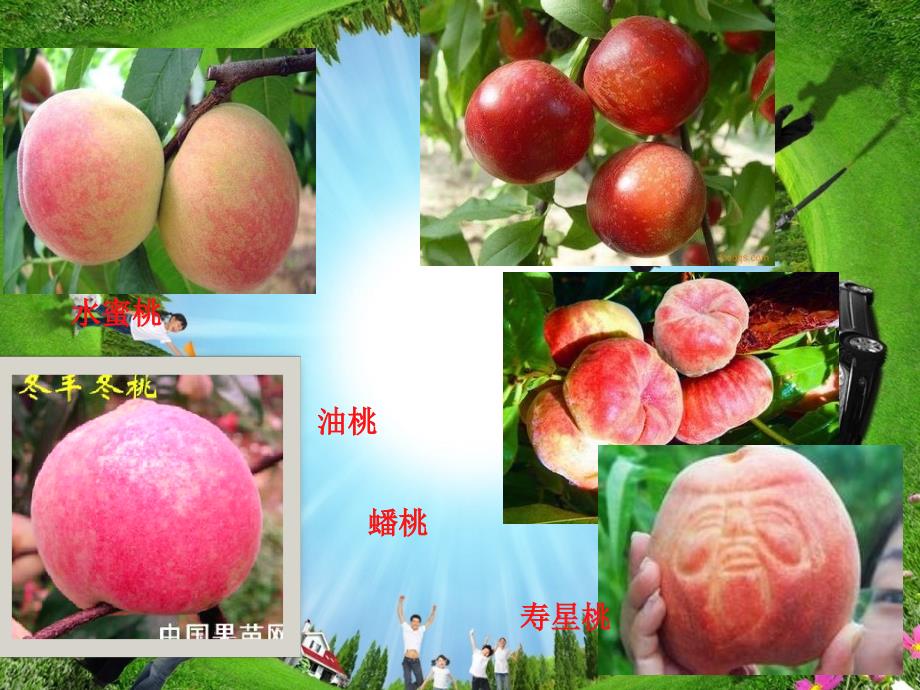 桃树的栽培技术PPT课件.ppt_第3页