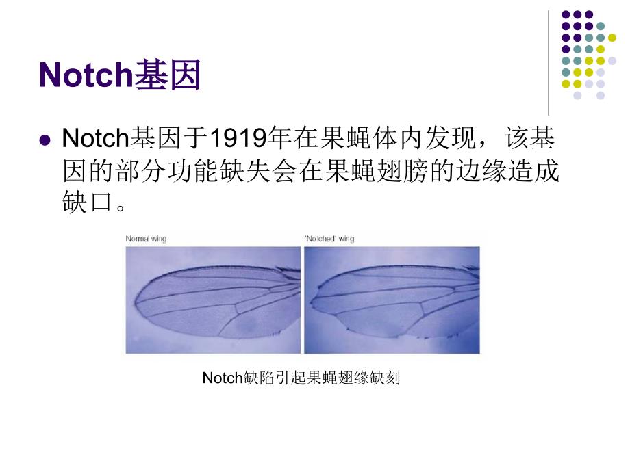 最新NOTCH信号通路与乳腺肿瘤发生的关系的的研究进展PPT文档.ppt_第2页