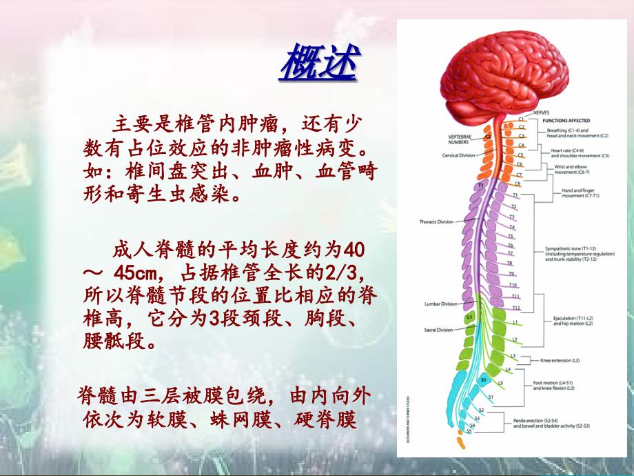 椎管内占位.ppt_第2页