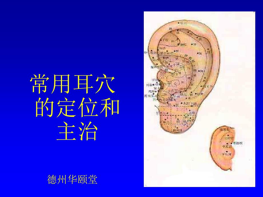 常用耳穴的定位和主治分解.ppt_第1页