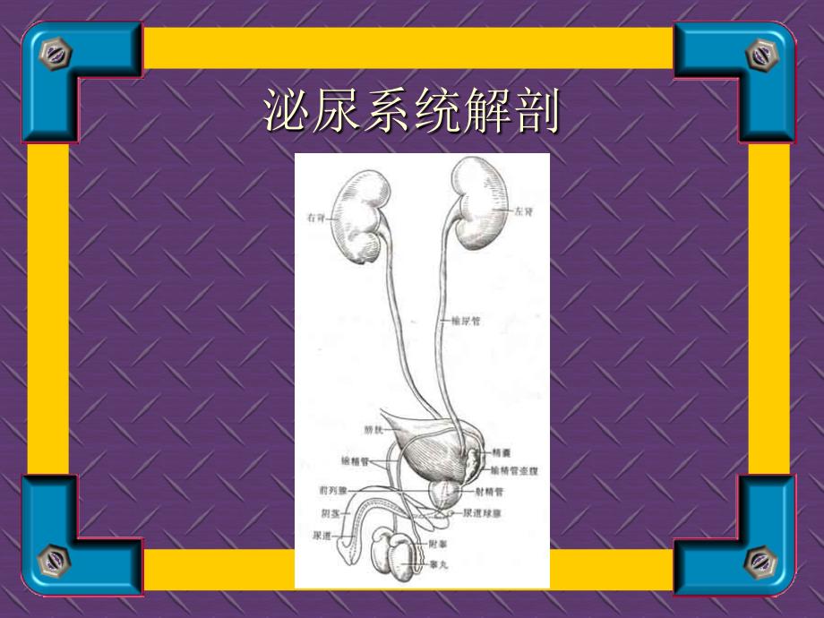 泌尿系统疾病诊治PPT课件.ppt_第3页