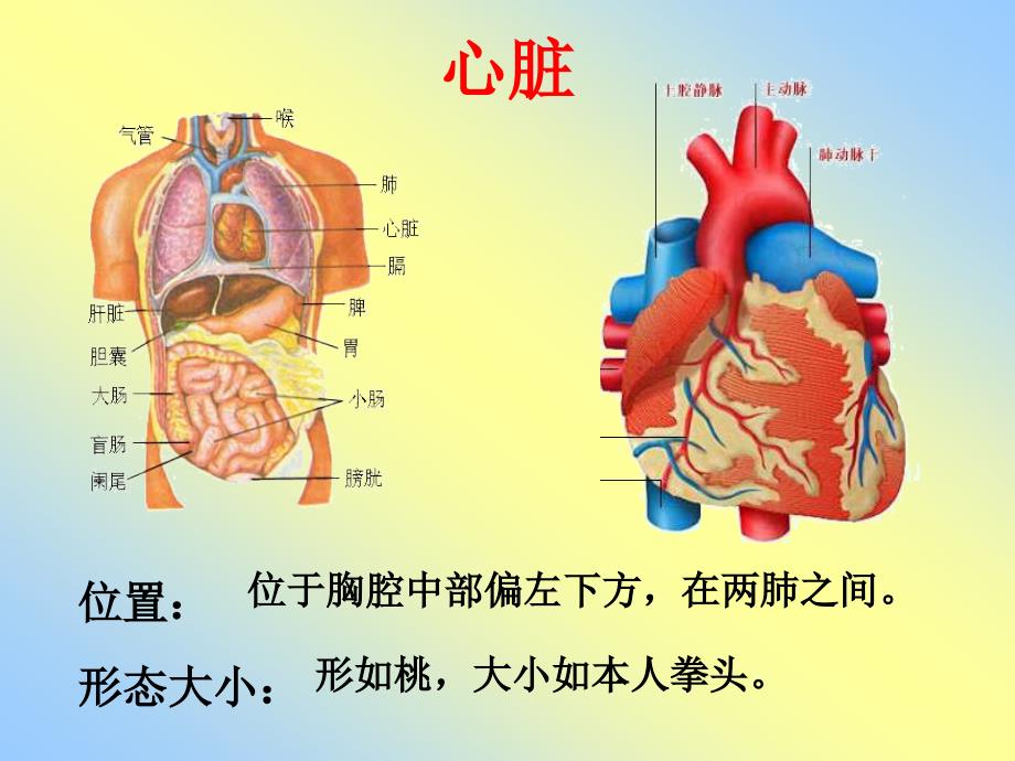 心脏血液循环PPT课件.ppt_第2页