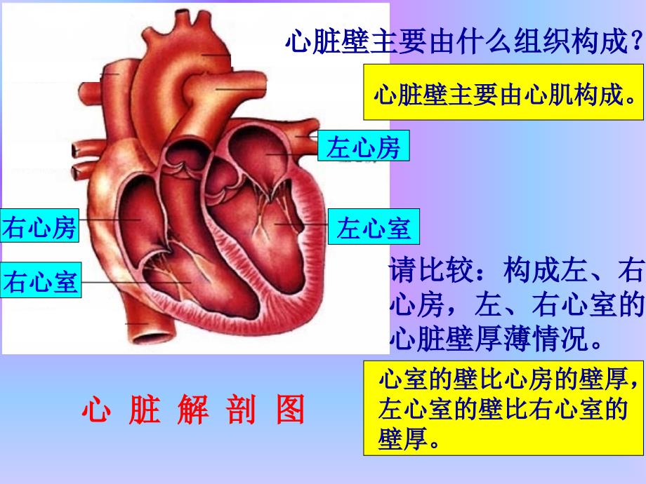 心脏血液循环PPT课件.ppt_第3页