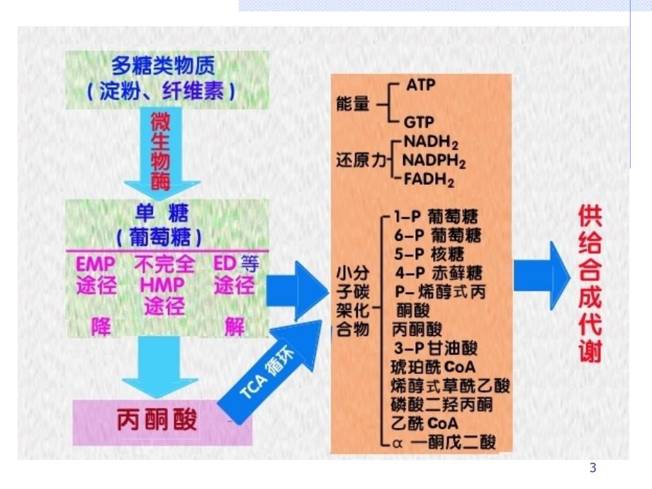 微生物代谢PPT课件.ppt_第3页