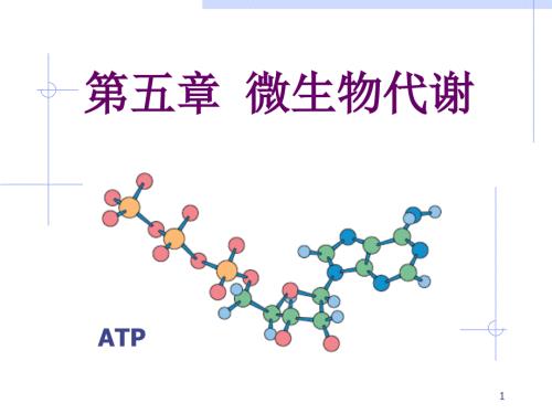 微生物代谢PPT课件.ppt