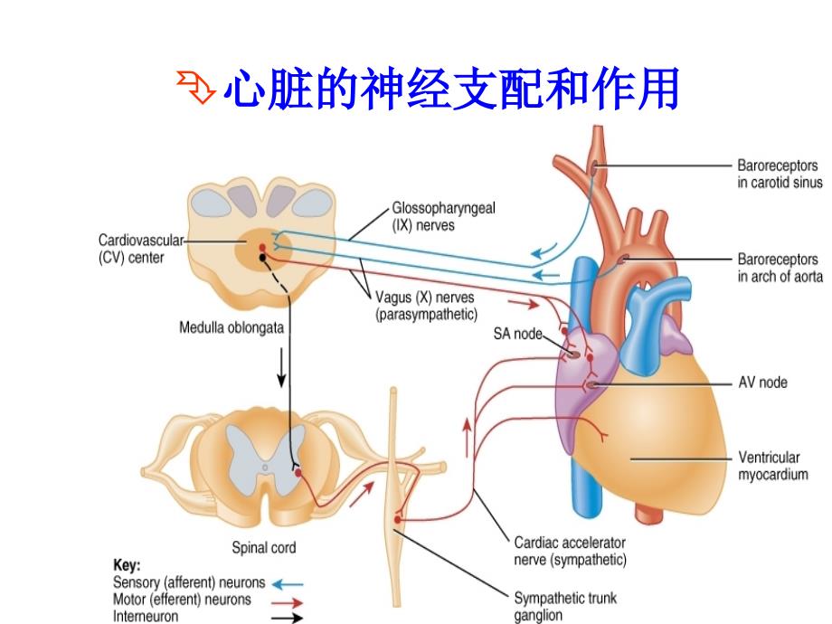 心血管活动的调节.ppt_第3页