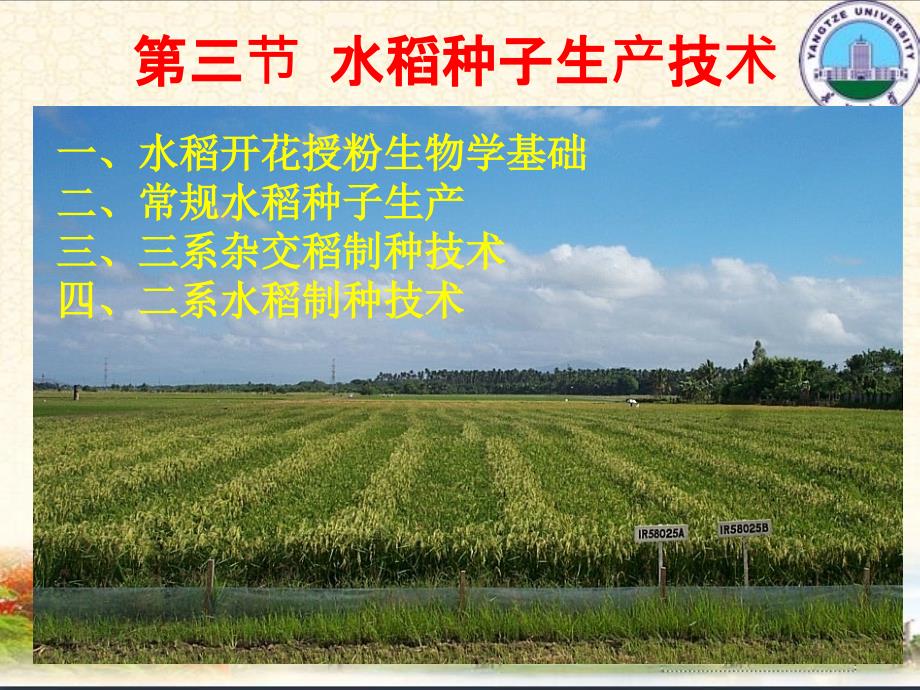 水稻种子生产技术PPT课件.ppt_第1页