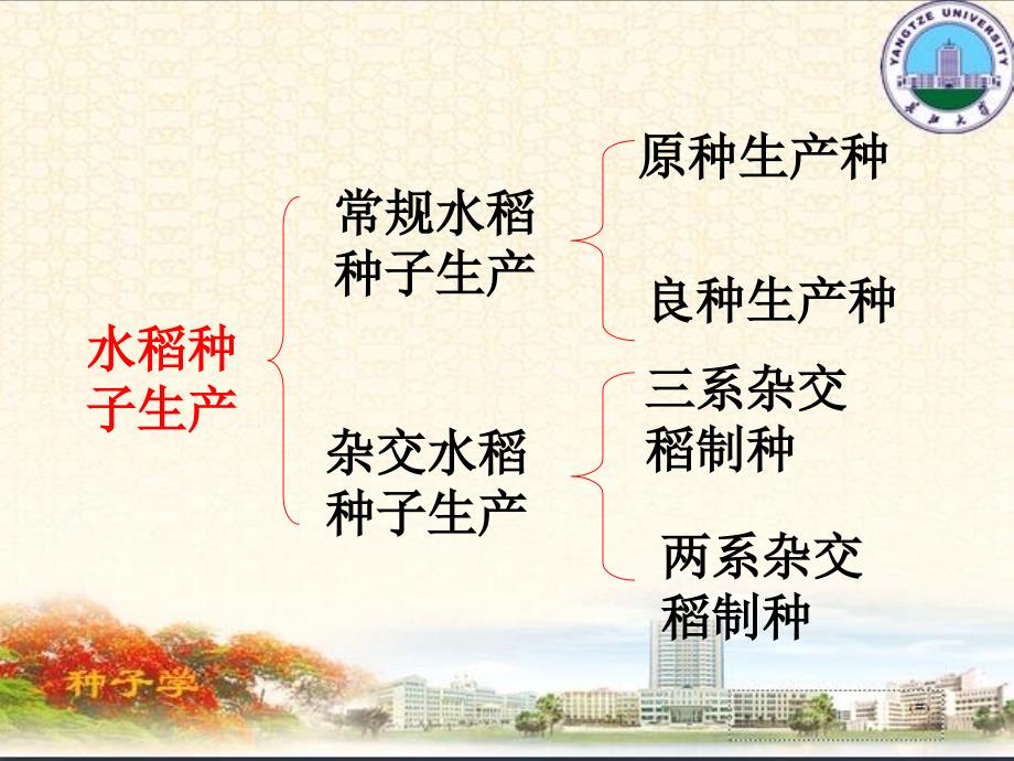 水稻种子生产技术PPT课件.ppt_第2页