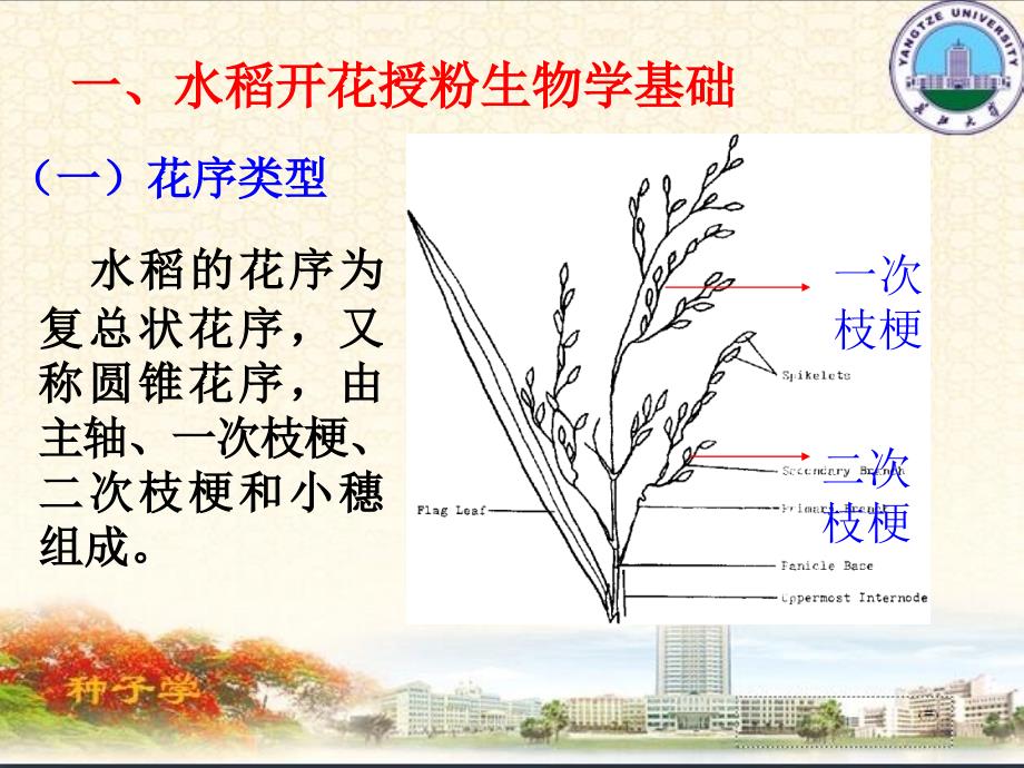 水稻种子生产技术PPT课件.ppt_第3页