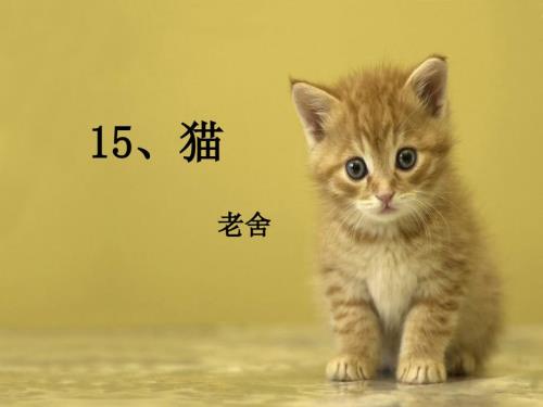 猫说课课件.ppt