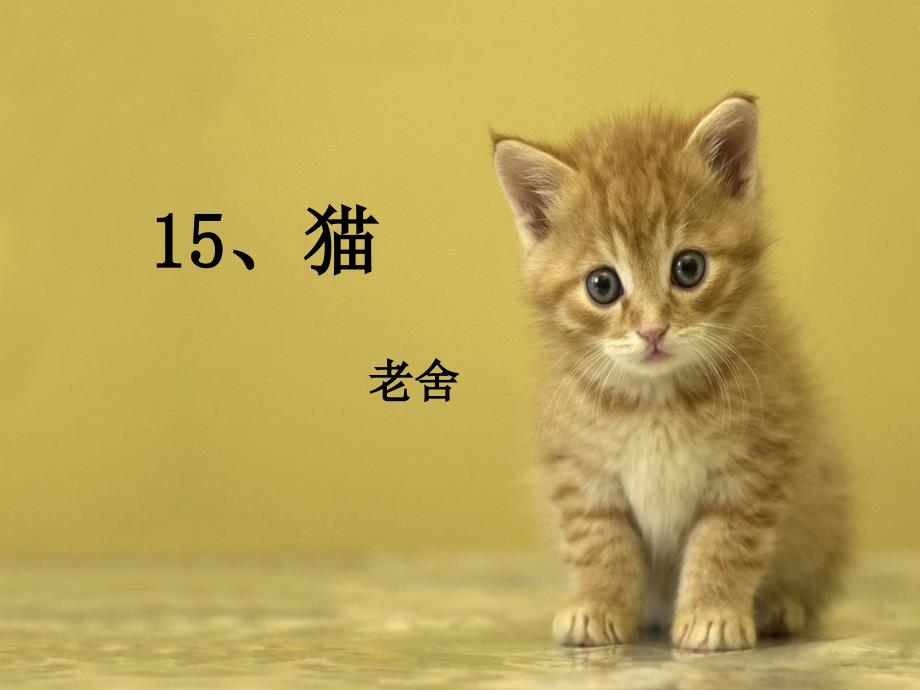 猫说课课件.ppt_第1页