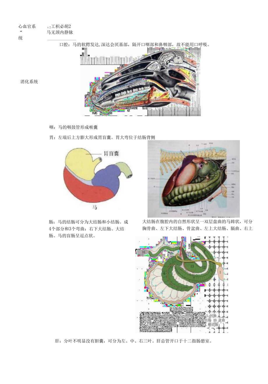 马与其他动物的区别.docx_第2页