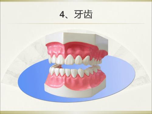 幼儿牙齿ppt课件.ppt