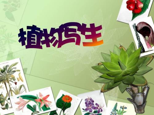 植物写生PPT课件.ppt