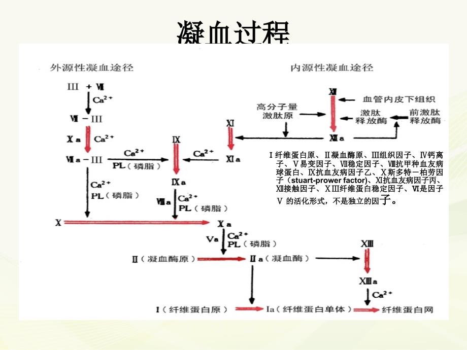 抗凝药物简介PPT课件.ppt_第3页