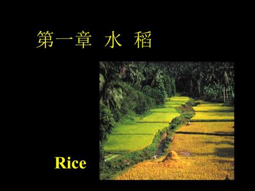 水稻基础知识PPT课件.ppt