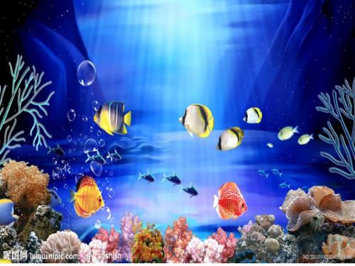 海底世界课件.ppt
