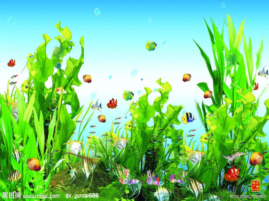 海底世界课件.ppt_第3页