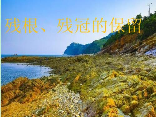 残根残冠的保留.ppt