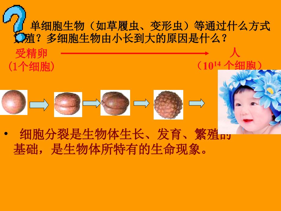 有丝分裂的过程共26张PPT.ppt_第2页