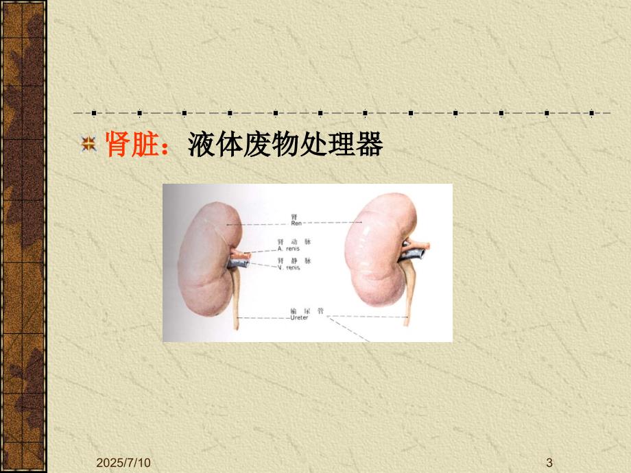 泌尿系统超声检查PPT课件.ppt_第3页