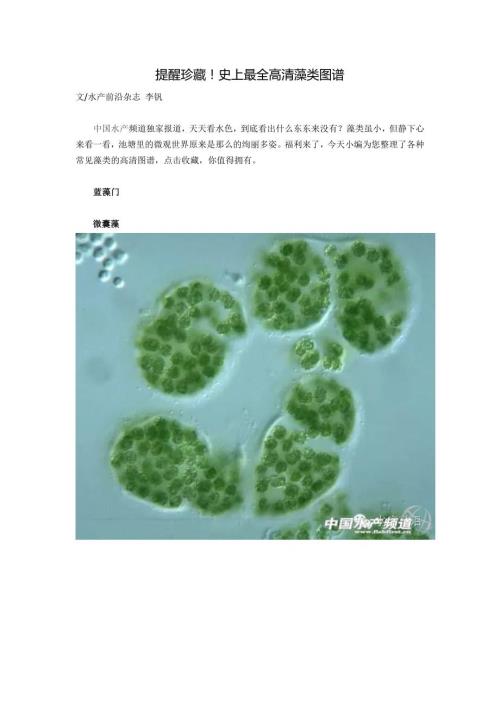 提醒珍藏史上高清藻类图谱.doc