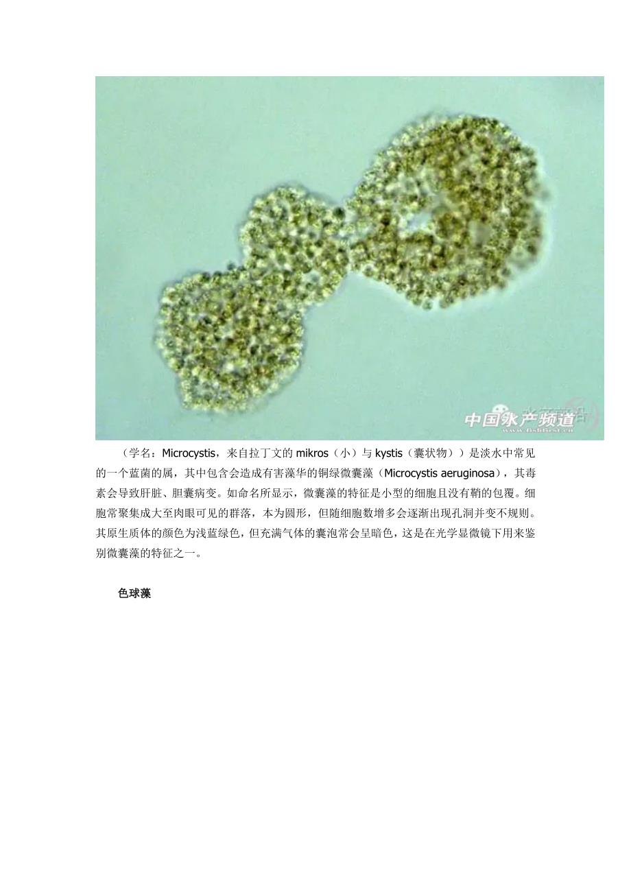 提醒珍藏史上高清藻类图谱.doc_第3页