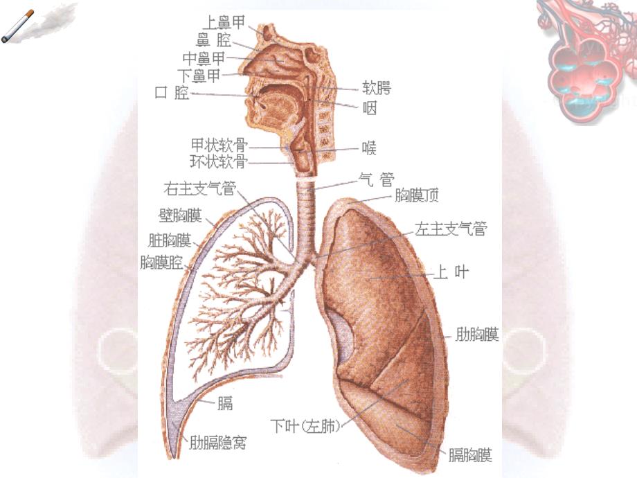 最新COPD的护理PPT.ppt_第2页