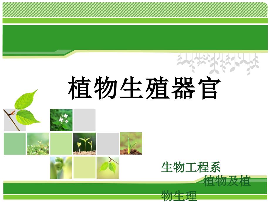 植物生殖器官PPT课件.ppt_第1页