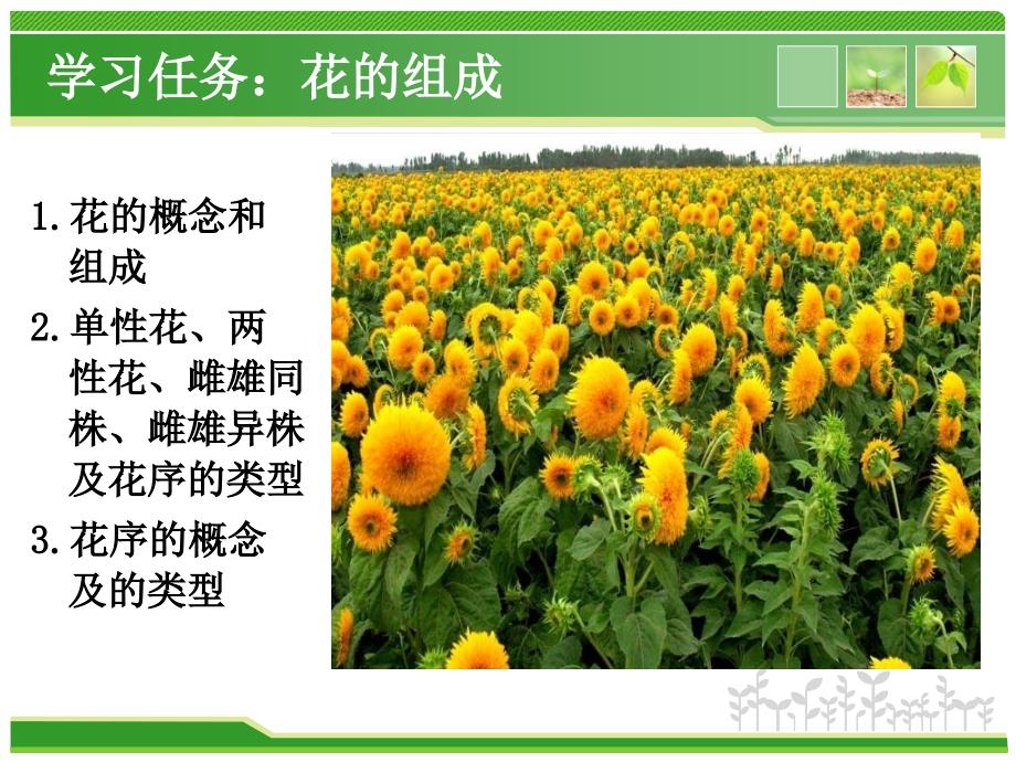 植物生殖器官PPT课件.ppt_第2页