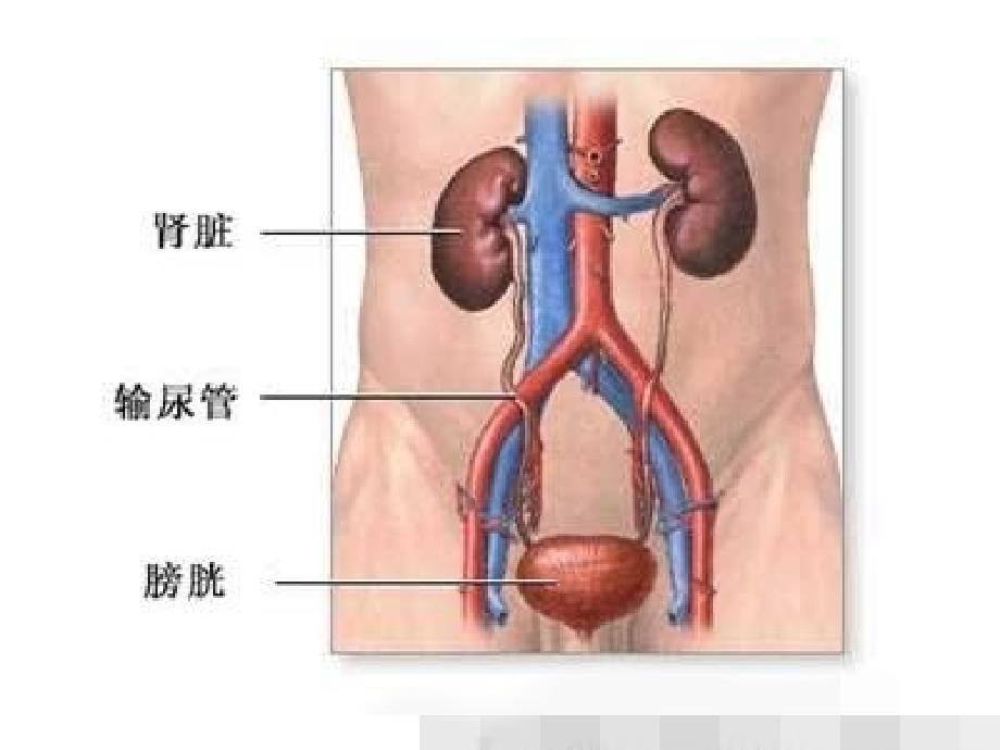 泌尿道感染的预防与控制.ppt_第3页
