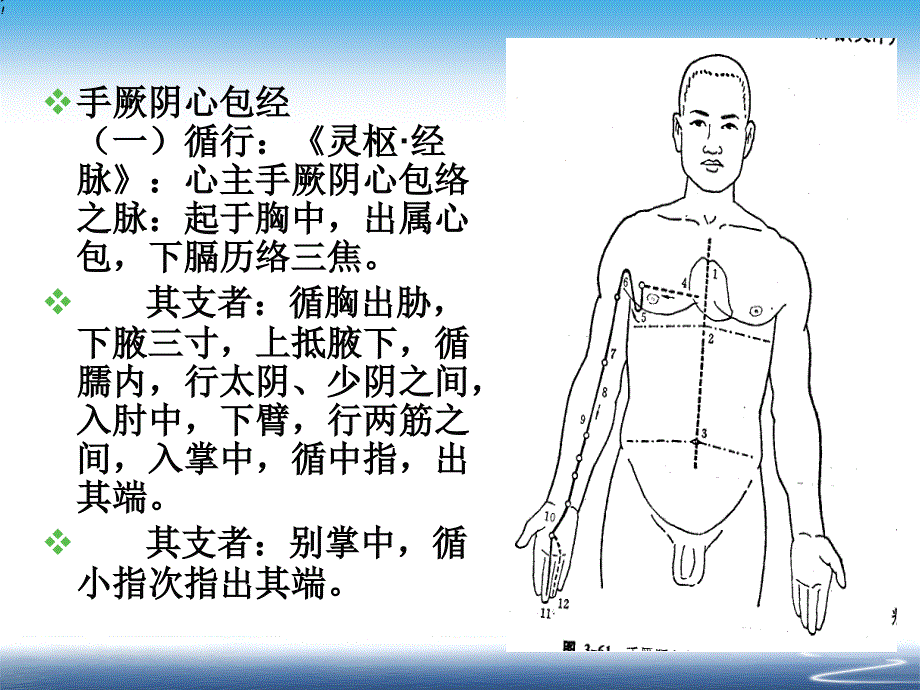手厥阴心包经PPT课件.ppt_第3页