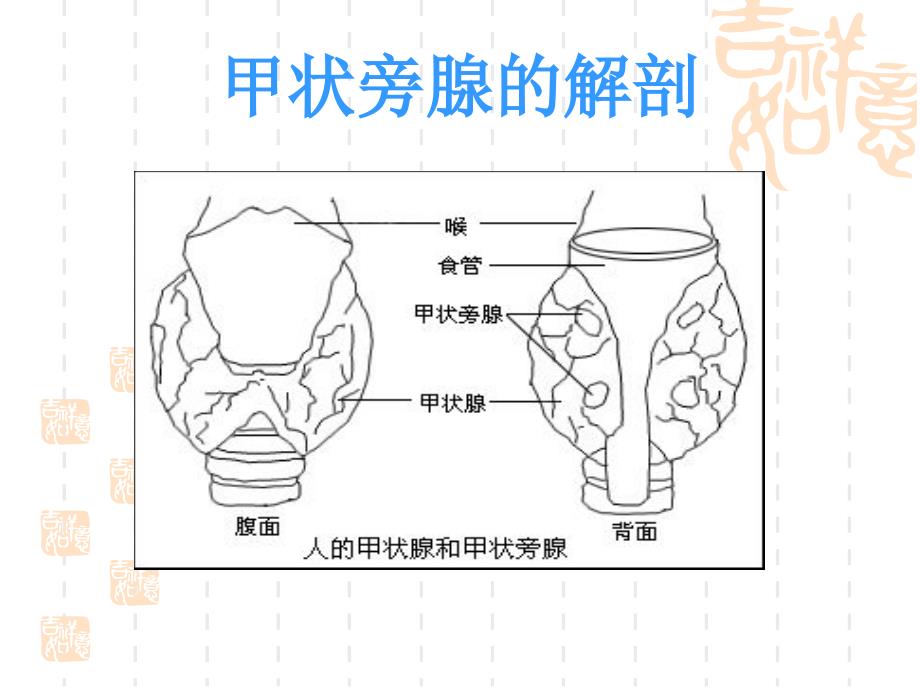甲状旁腺功能减退.ppt_第2页