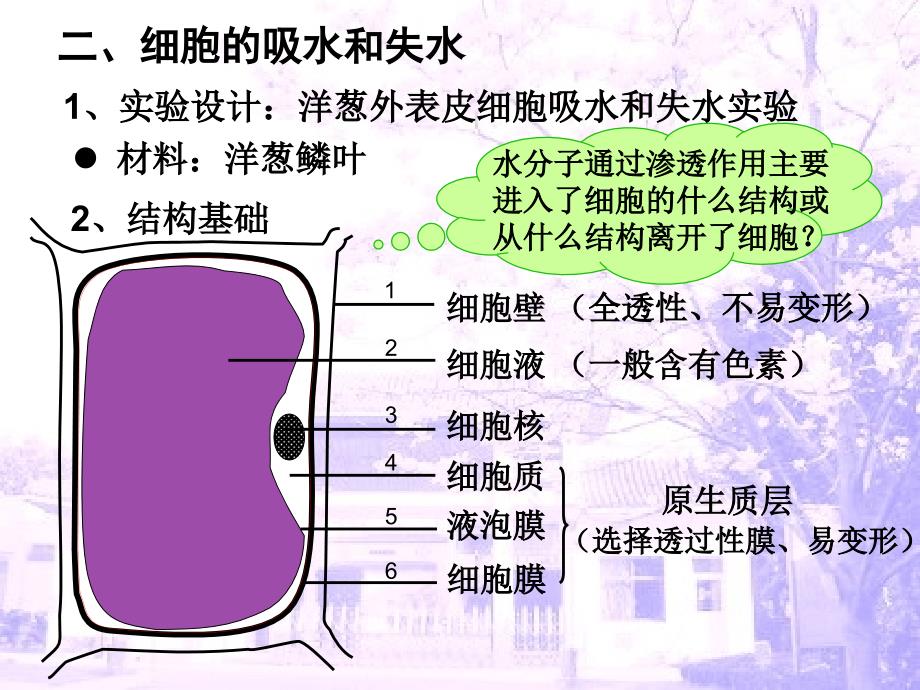 植物细胞的吸水和失水课件.ppt_第3页