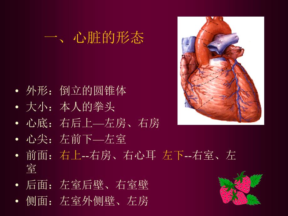心脏超声解剖PPT课件.ppt_第3页