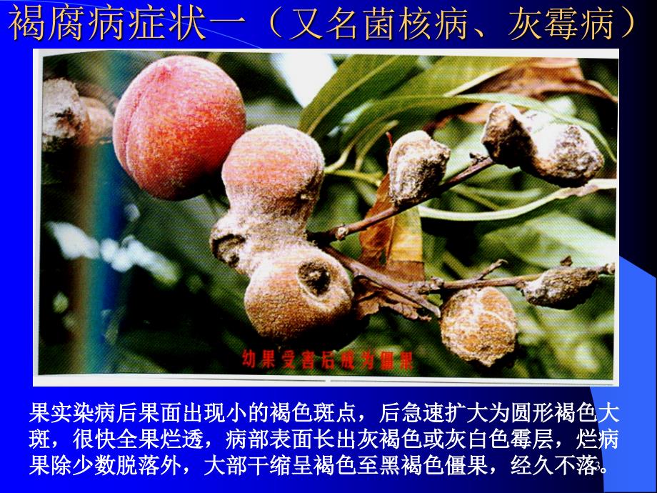 桃树病虫害防治技术PPT精选文档.ppt_第3页