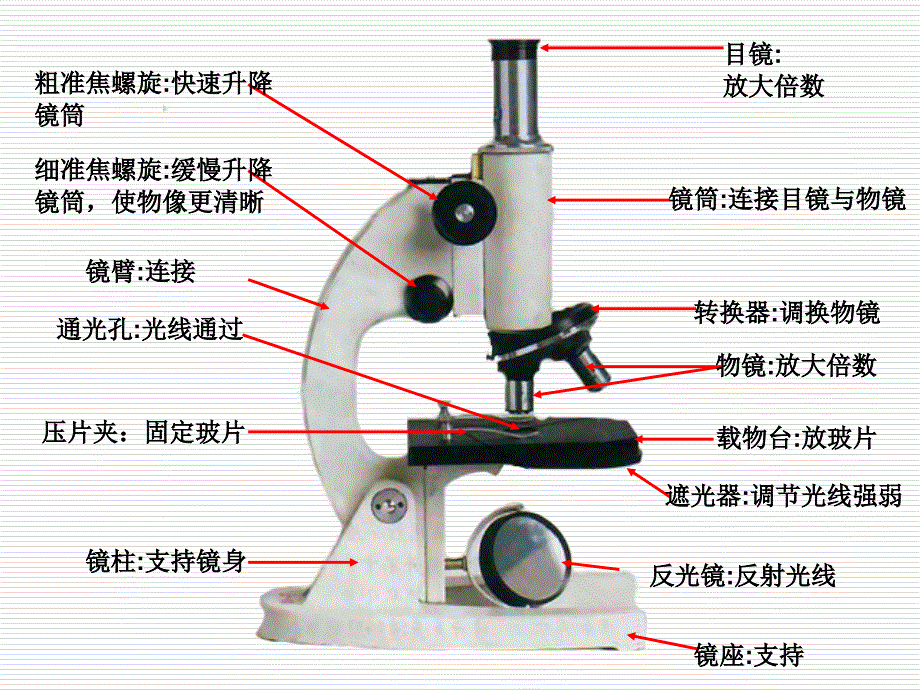 显微镜的使用PPT课件.ppt_第2页