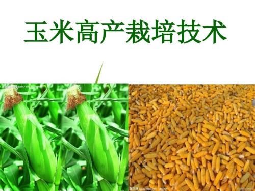 玉米高产栽培技术PPT课件.ppt
